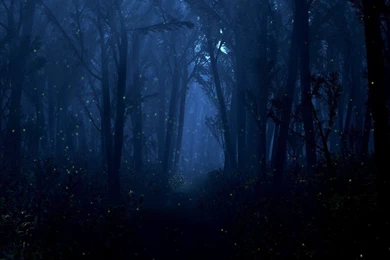 Fireflies At Night In The Forest Wallpapers » WallDevil   Best Free ...