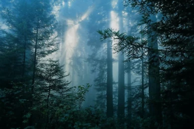 Dark Forest Night (id: 37700) – BUZZERG