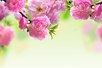 Flowers Backgrounds