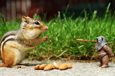 Funny Animal Pictures For Facebook Profile