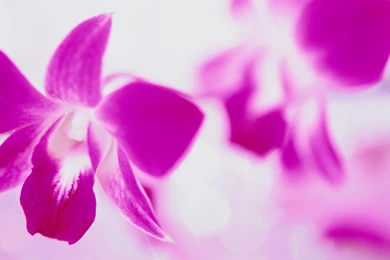 Flower Background Images And Wallpapers Download