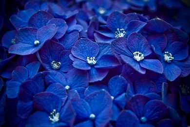 Cute Blue Flowers 1280 X 800 Wallpapers