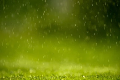 Rain Grass Wallpapers   O