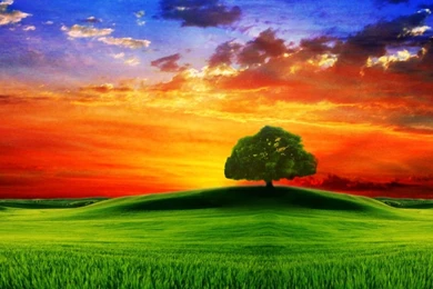 Wallpapers catalogue.com   Drawn HD, Tree On The Hill At Sunset In ...