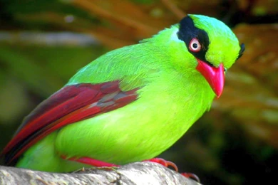 Cute Little Bird Computer HD Wallpapers