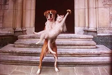 Amazing Funny Images Download