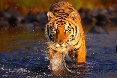 Bengal tiger pictures images dowload.jpg