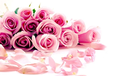 Pink Rose Flower Wallpapers   Wallpapers Cave