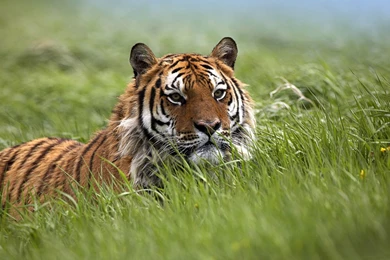 Images Of Bengal Tiger   Wallpapers HD Fine