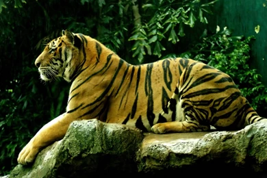 Royal Bengal Tigers HD Pictures