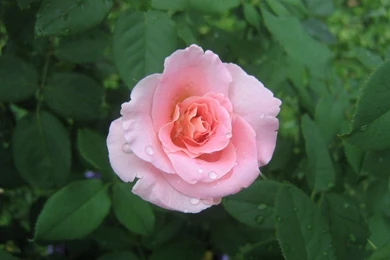 Pink_rose_wallpaper_2995.jpg