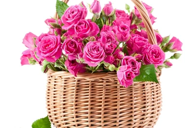 PINK ROSES WALLPAPER   (