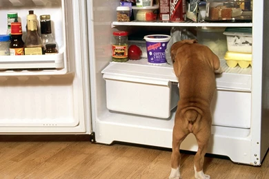 Naughty Dog Wallpapers   The Dog Wallpapers   Best The Dog Wallpapers