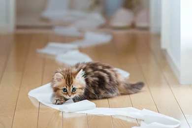 A Very Naughty Kitten >> HD Wallpaper, Get It Now!