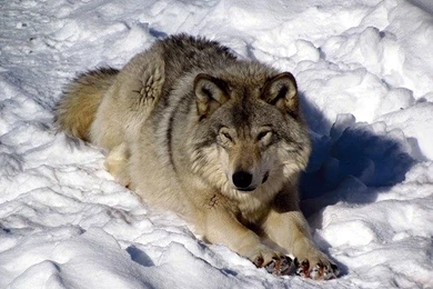 Dog Wallpapers, Best Friends, Cool Animals, Animal Backgrounds ...