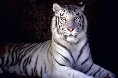 Amazing White Tiger Wallpapers ~ Wallpapers & Pictures