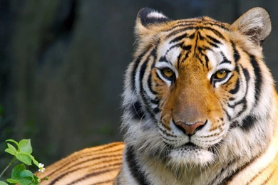 Wild Bengal Tiger