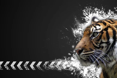 Bengal Tiger HD Wallpapers Free