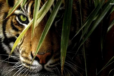 Tiger In Hiding Wallpapers   Animal Wallpapers