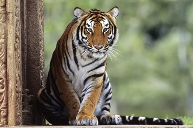 Bengal Tiger Wallpapers HD Download Of Big Cat