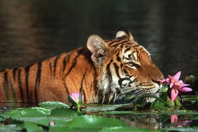 The Royal Bengal Tiger   Bangladesh Wallpapers (9418428)   Fanpop