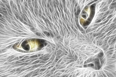 Animals Cool Wallpapers HD   CuteWallpaper.org