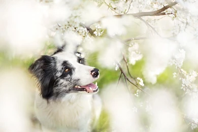 Cool Animals, Dog Desktop Images, Download Dog Wallpapers, Free ...