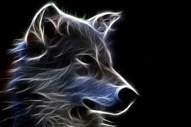 Cool Animal Wallpapers