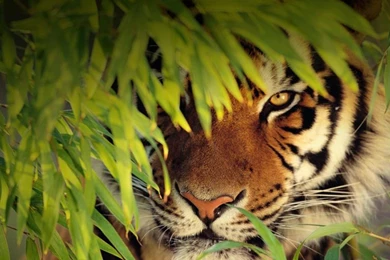 Bengal Tiger.” Now You See. Now You Don't.