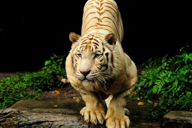 Bengal Tiger Backgrounds Wallpapers