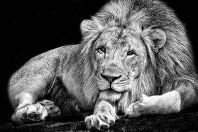 Animal Kingdom, Cool Pets, Free Wallpapers, Free Animal Images ...