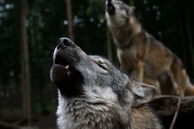 Hd Animal Wallpapers, Wild Animals, Animal Desktop Images ...