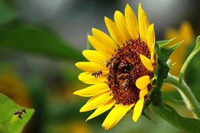 Bees HD High Resolution Images Free Download