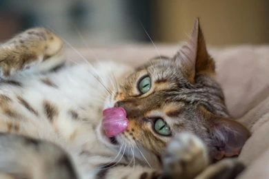 Wild Animal Wallpapers, Animal Kingdom, Cool Pets, Animal Planet ...