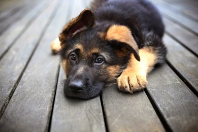 Cool Animals, Animal Background Images, Hd Dog Images, Download ...