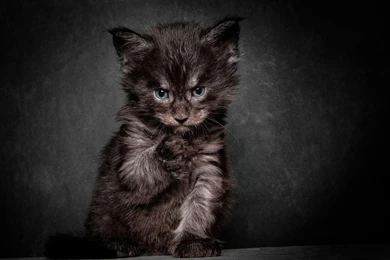 Animal Wallpapers, Animal Kingdom, Cool Pets, Wild Animals ...