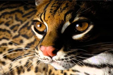 Cool Animal Wallpapers O0L   Savewallpaper.com