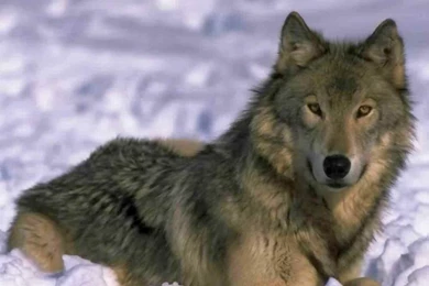 Dogs: Wolf Cool Animal Wallpapers Pictures HD For HD 16:9 High ...