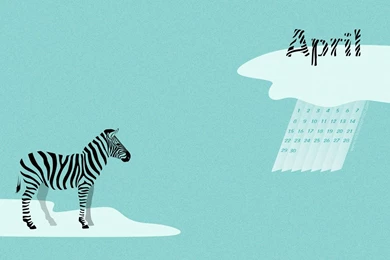 Free Desktop/iPhone/iPad April Wallpaper: Zebra!