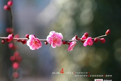 April Wallpapers   Blossoming Spring Wallpapers6   Wallcoo.net