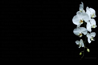 Gallery For   Professional Computer Wallpapers