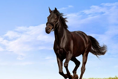 Free 3D Wallpapers Download: Horse Wallpapers