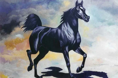 Download Arabian Horses Wallpapers Arab Black Horse (