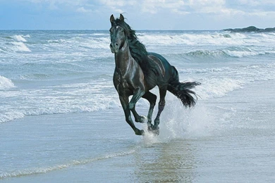 Beautiful Horse Wallpapers 1280x800 Wallpapers, 1280x800 Wallpapers ...