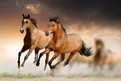 Horse Wallpapers Download HD 16112   HD Wallpapers Site