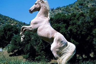 Horse Wallpapers Free Download   All Wallpapers New