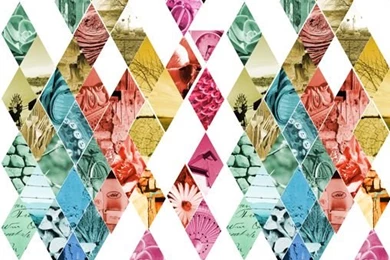 Karoo Carnival Wallpapers   Homeology Shop