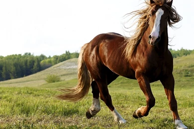 Thoroughbred Horse Wallpapers