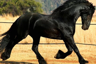 Black Horse HD Wallpapers