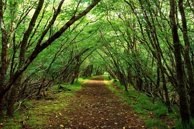 Pakistani Cricket Players 2012: Scenic Desktop Backgrounds